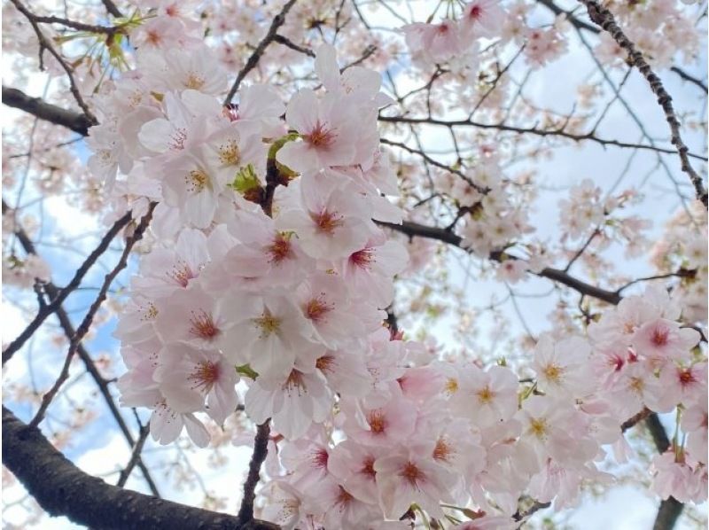 年に１度！池上本門寺「五重塔 特別開帳」と春まつり 桜が美しい厳選寺社めぐりバスツアー【029029‐1115】の紹介画像