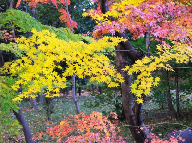 ＜年2回の公開！＞皇居乾通り一般公開＆紅葉名所5景と目黒川“冬の桜”イルミネーション鑑賞バスツアー ～和食御膳付き～【029029‐911】の紹介画像