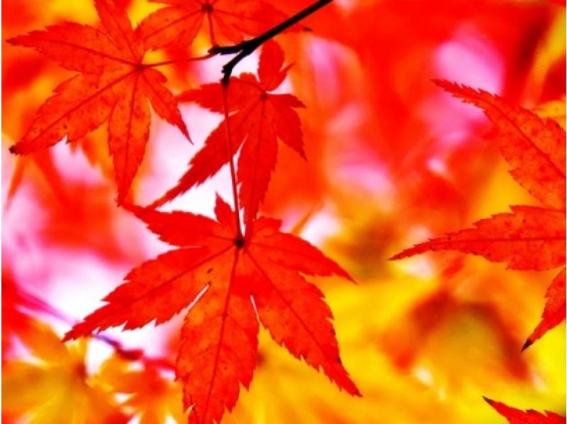 隠れた紅葉・黄葉名所と、「宝石色の輝き」！関東最大級のイルミネーションイベントを楽しむミステリーバスツアー【029029‐904】の紹介画像