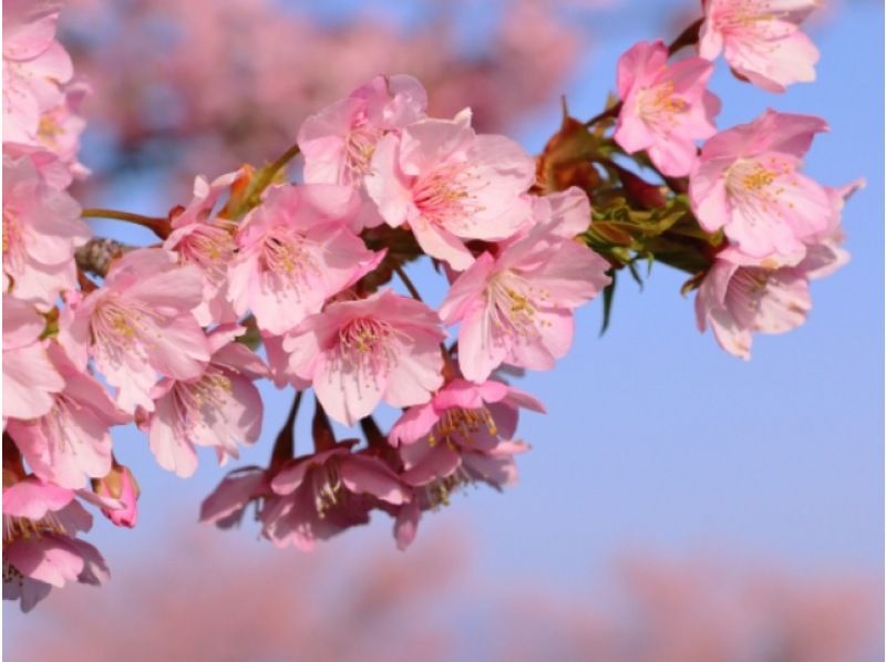 大正ロマン溢れる西洋館＆ステンドグラス輝く誠之堂見学と河津桜の丘で楽しむお花見バスツアー【029029‐1096】の紹介画像