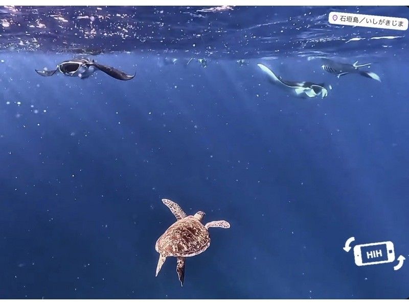 [Ishigaki Island] Skin diving and snorkeling with Manta Raysの紹介画像