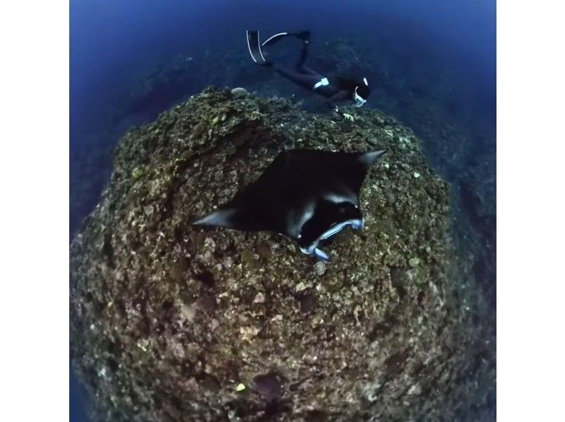 [Ishigaki Island] Skin diving and snorkeling with Manta Raysの紹介画像