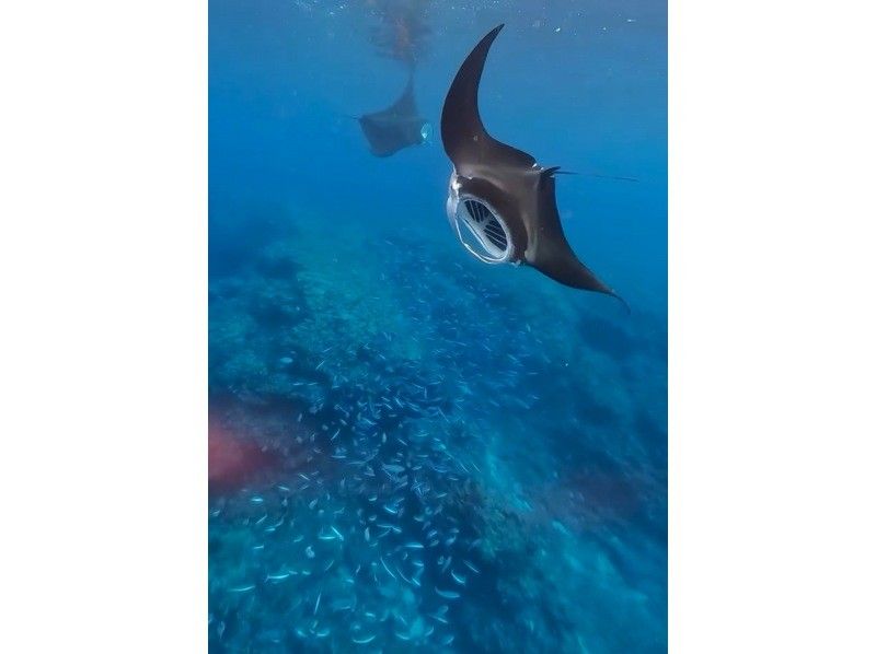 [Ishigaki Island] Skin diving and snorkeling with Manta Raysの紹介画像