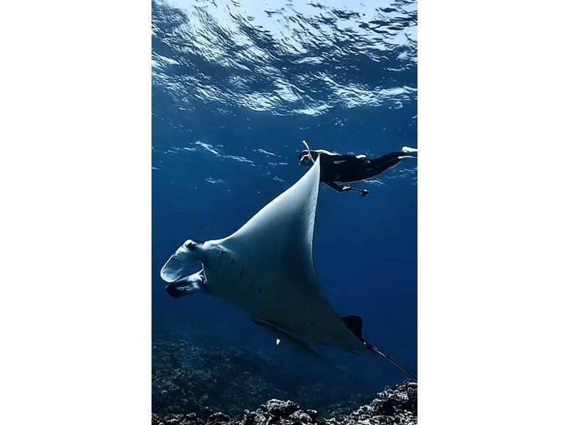 [Ishigaki Island] Skin diving and snorkeling with Manta Raysの紹介画像