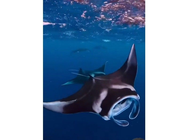 [Ishigaki Island] Skin diving and snorkeling with Manta Raysの紹介画像