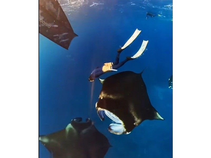 [Ishigaki Island] Skin diving and snorkeling with Manta Raysの紹介画像