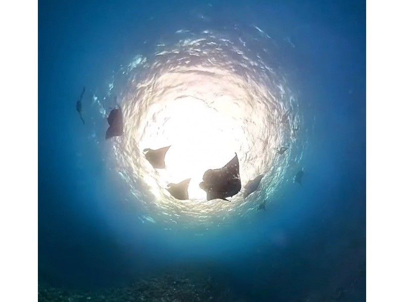 [Ishigaki Island] Skin diving and snorkeling with Manta Raysの紹介画像