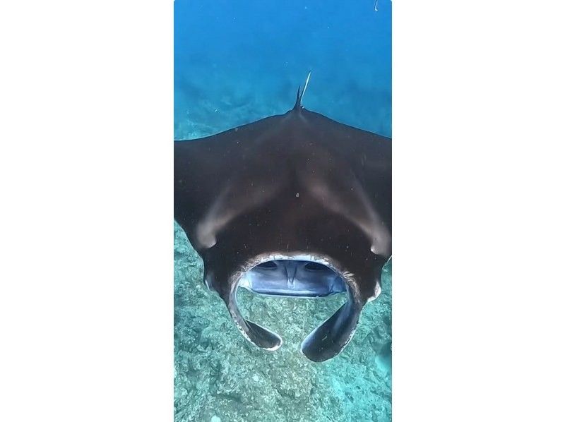 [Ishigaki Island] Skin diving and snorkeling with Manta Raysの紹介画像