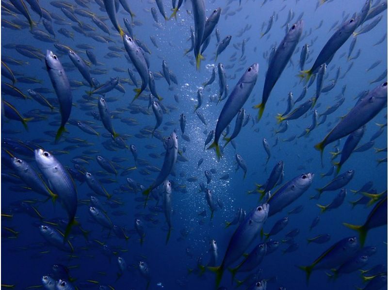 【静岡・沼津】穏やかな伊豆・大瀬崎の海で体験ダイビング  安心して潜れる♪トータル2時間の紹介画像