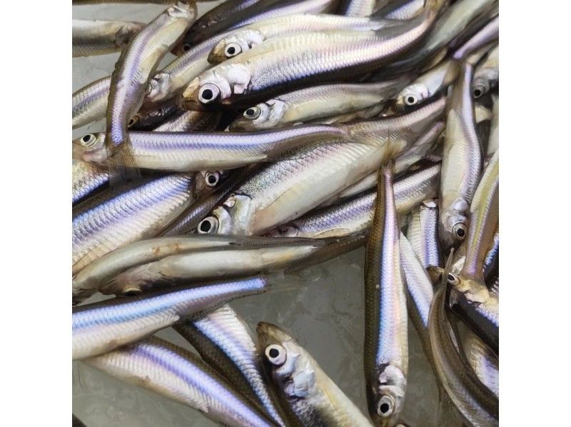 [Misawa City, Aomori Prefecture] Ice fishing for smelt at Ane-numa. Freshly caught fish fried! Tasting service included. All-inclusive rental package.の紹介画像