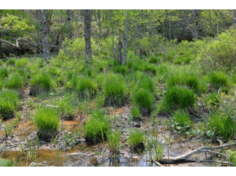 [Hokkaido, Kushiro] Touring by sightseeing taxi "Kushiro Marsh Course B: Viewing the Kushiro Marsh from the East"の紹介画像