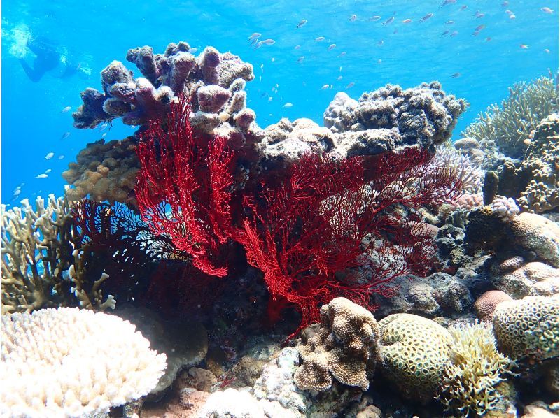 [Okinawa, Kerama Islands, Zamami Island] Limited to November 2024! Day trip from Naha & empty-handed OK! Enjoy the sea of Zamami! SUP & snorkel tourの紹介画像