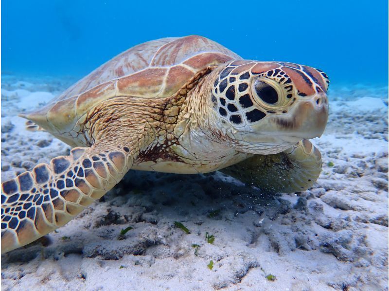 [Okinawa, Kerama Islands, Zamami Island] Limited to November 2024! Day trip from Naha & empty-handed OK! Enjoy the sea of Zamami! SUP & snorkel tourの紹介画像