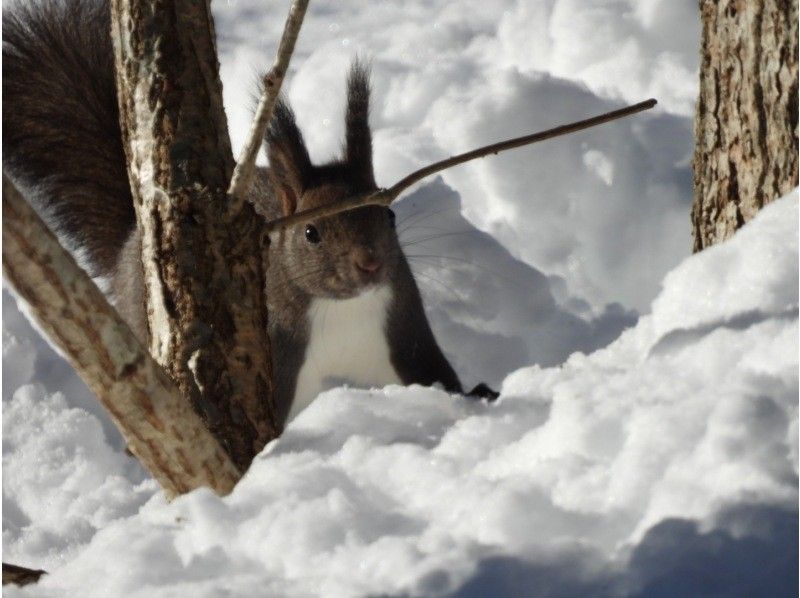 [Hokkaido, Chitose] Bird watching around the Chitose River with a professional guideの紹介画像