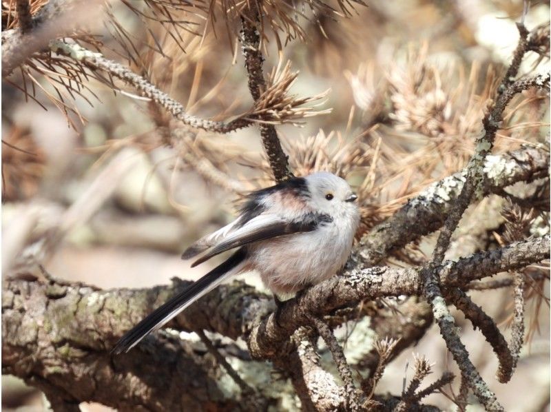 [Hokkaido, Chitose] Bird watching around the Chitose River with a professional guideの紹介画像