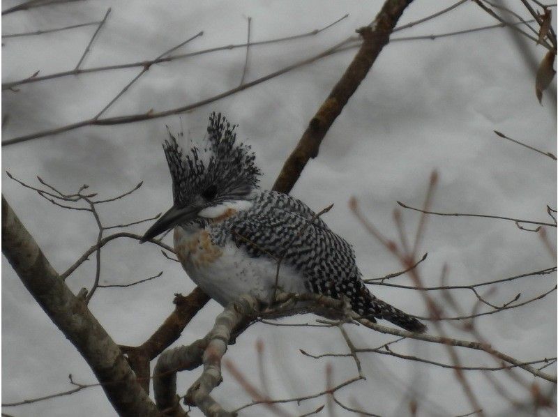 [Hokkaido, Chitose] Bird watching around the Chitose River with a professional guideの紹介画像