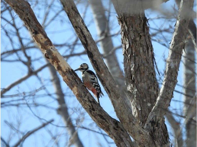 [Hokkaido, Chitose] Bird watching around the Chitose River with a professional guideの紹介画像