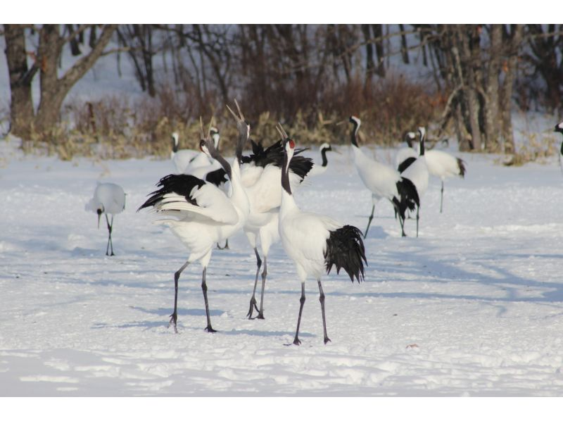 【北海道・釧路】観光タクシーで巡る「タンチョウ　鶴居コース」（冬期間）の紹介画像