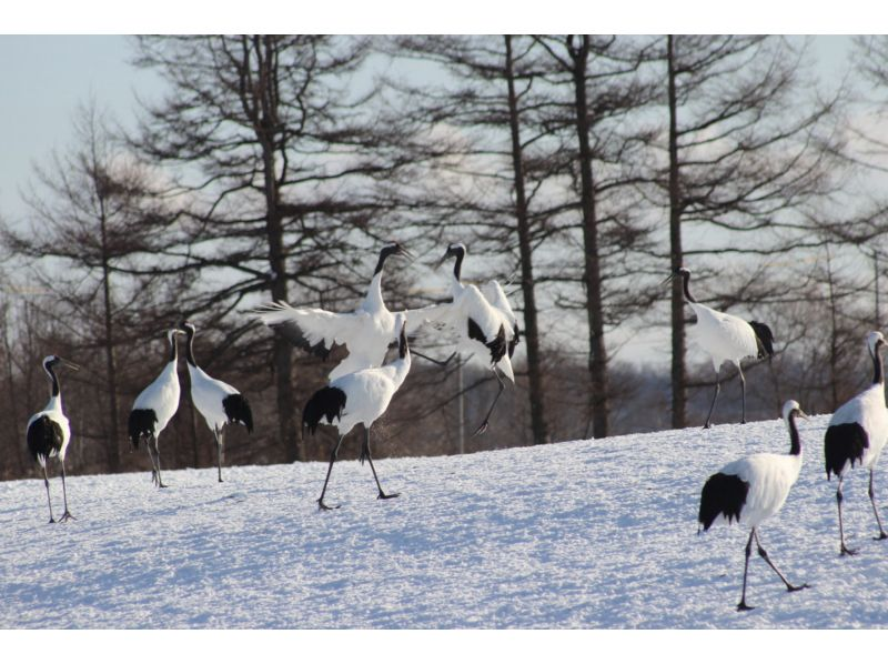 【北海道・釧路】観光タクシーで巡る「タンチョウ　鶴居コース」（冬期間）の紹介画像