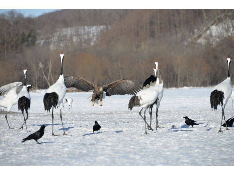 【北海道・釧路】観光タクシーで巡る「タンチョウ　阿寒コース」（冬期間）の紹介画像