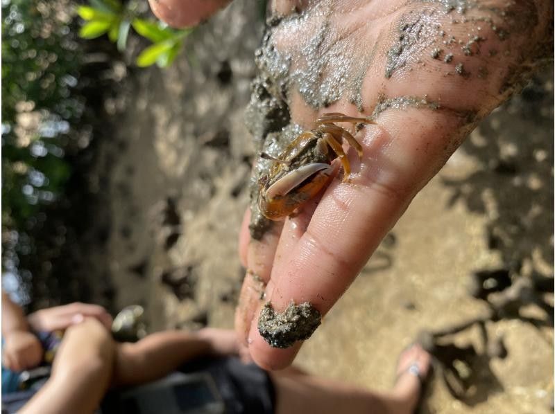 【石垣島/貸切】人気のツアーを貸切に！宮良川マングローブカヤック♪干潟散策もできちゃう♪【1歳～75歳可】【撮影付き】【無料送迎】の紹介画像