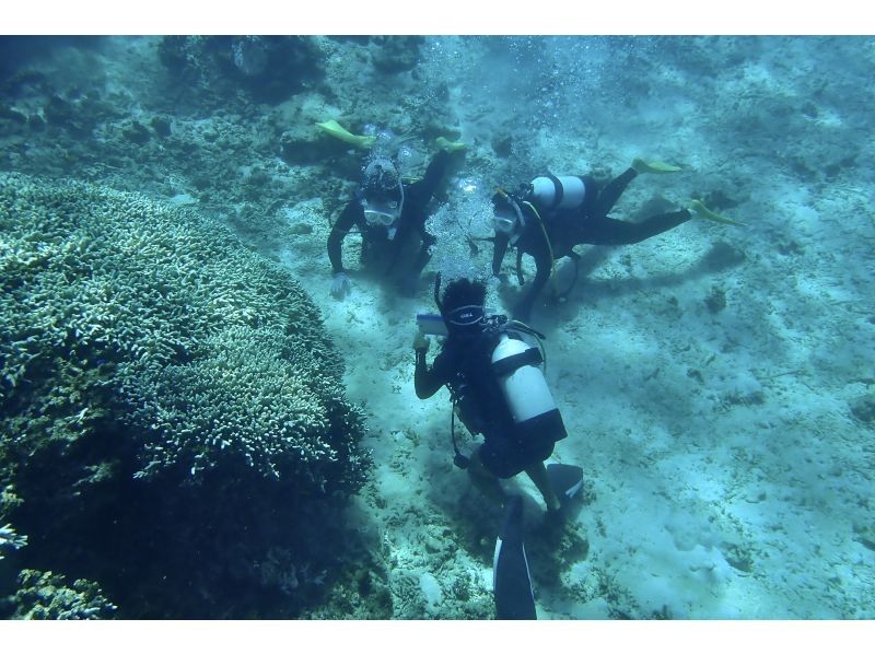 [Limited to 2 people, exclusive guide] Churaumi experience diving (GoPro photo service included, also recommended for women)の紹介画像