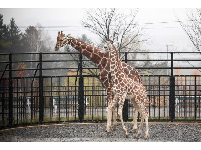 【日帰り】北海道 Dライン 旭山動物園、クリスマスツリー、青い池、白ひげの滝との日帰りツアーの紹介画像