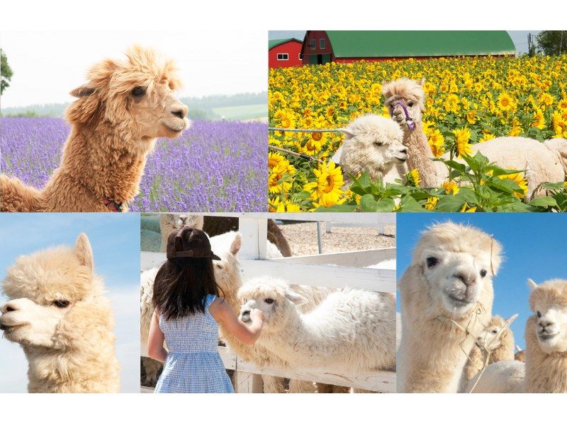 銷售！北海道D線旭山動物園聖誕樹白石瀑布綠池一日遊の紹介画像