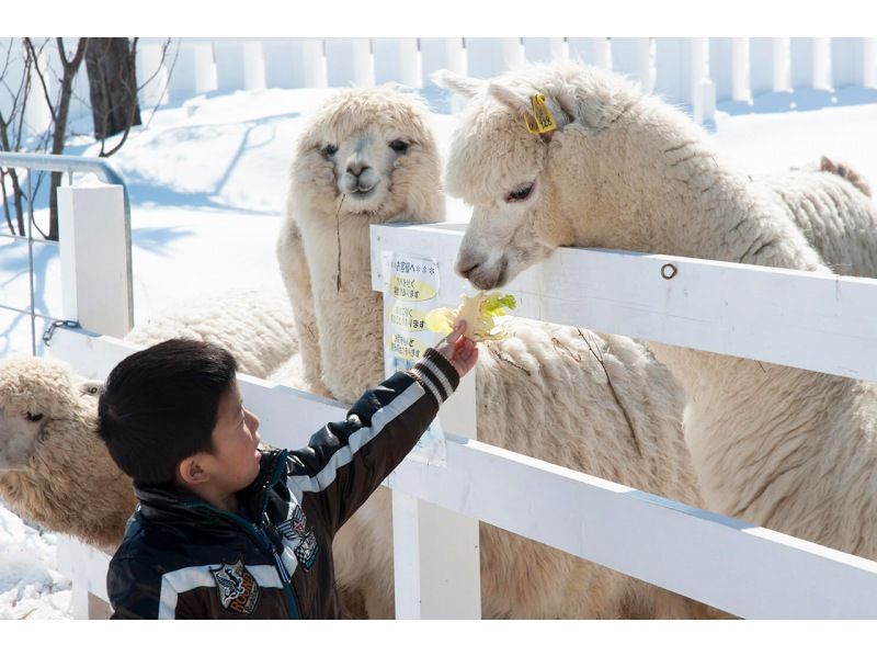 SALE! Hokkaido D-Line Asahiyama Zoo Christmas Tree Shirakashi Falls Green Pond Day Tourの紹介画像