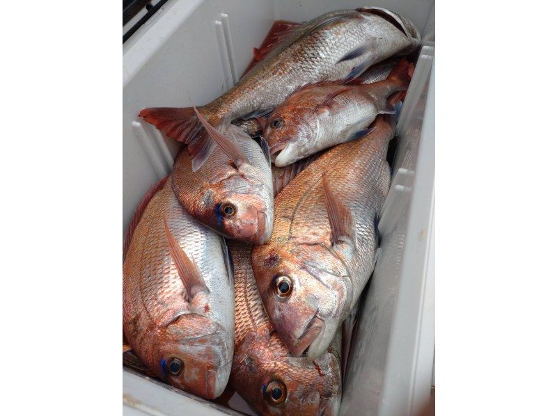 [Miyagi, Sendai/Shiogama] Easy access by train! Feel free to come and try authentic red sea bream and bluefish fishing. Beginners, women and children are welcome! No scary bugs are used ♪の紹介画像