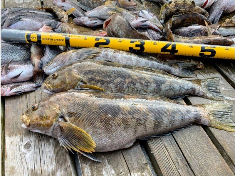 [Miyagi, Sendai/Shiogama] Easy access by train! Feel free to come and try authentic red sea bream and bluefish fishing. Beginners, women and children are welcome! No scary bugs are used ♪の紹介画像