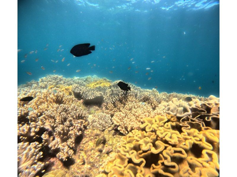 【沖縄・慶良間】ケラマ諸島チービシエリアで海遊び！ボートシュノーケリングの紹介画像