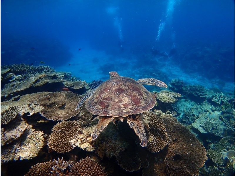 【沖縄・慶良間】ケラマ諸島チービシエリアで海遊び！写真無料プレゼント♪ボート体験ダイビングの紹介画像