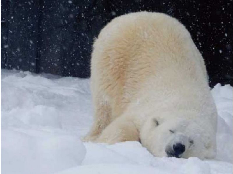 [Departing from 3 hotels in Sapporo city] Enjoy Asahiyama Zoo, which has become popular due to its behavioral exhibits! Stroll around the fantastically lit up Blue Pond, which can only be experienced in winterの紹介画像