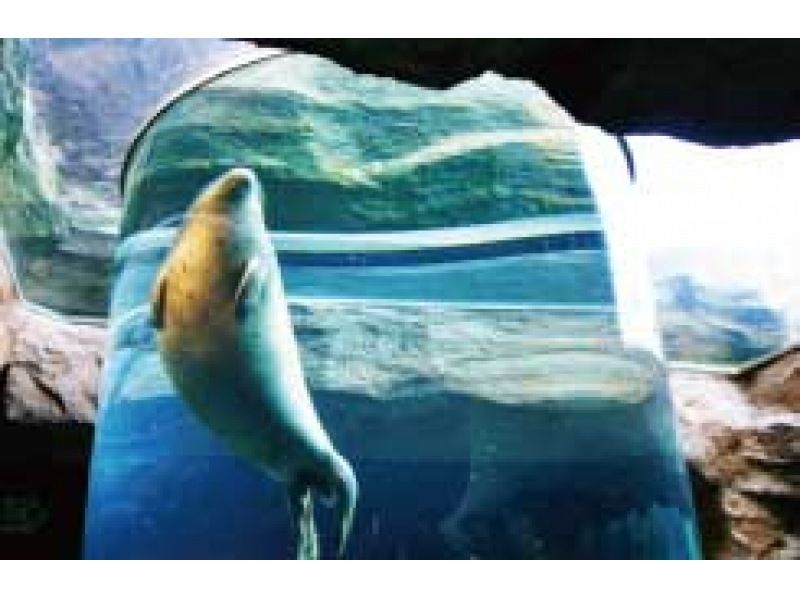 [Departing from 3 hotels in Sapporo city] Enjoy Asahiyama Zoo, which has become popular due to its behavioral exhibits! Stroll around the fantastically lit up Blue Pond, which can only be experienced in winterの紹介画像