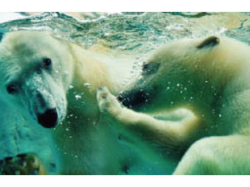 [Departing from 3 hotels in Sapporo city] Enjoy Asahiyama Zoo, which has become popular due to its behavioral exhibits! Stroll around the fantastically lit up Blue Pond, which can only be experienced in winterの紹介画像