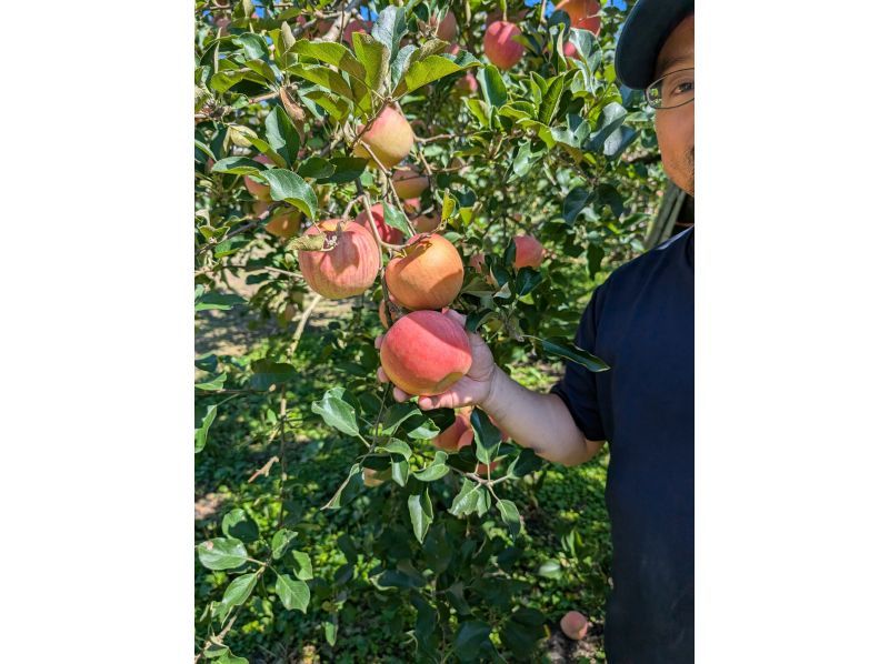 【山形・朝日】山形屈指のりんごの産地！朝日町「和合のりんご狩り」無料入浴付き♪ファミリーやカップルにおすすめ♪の紹介画像