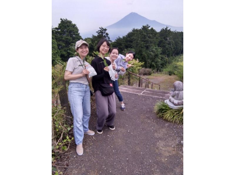 [Shizuoka/Fuji] Tea picking experience, tea field walk, tea factory tour and small tea ceremony! Copyの紹介画像
