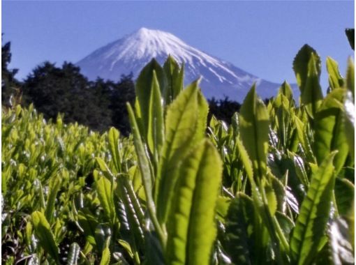 【静岡・富士】お茶摘み体験・茶畑散歩・パノラマビュー(sakuraiseichalivecamera検索)おいしいお茶とお菓子でお茶会 【静岡・富士】お茶摘み体験・茶畑散歩・パノラマビュー(sakuraiseichalivecamera検索)おいしいお茶とお菓子でお茶会
