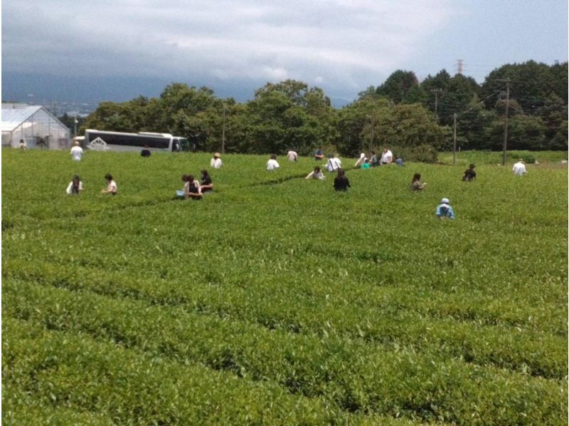 【静岡・富士】お茶摘み体験・茶畑散歩・茶工場見学！の紹介画像
