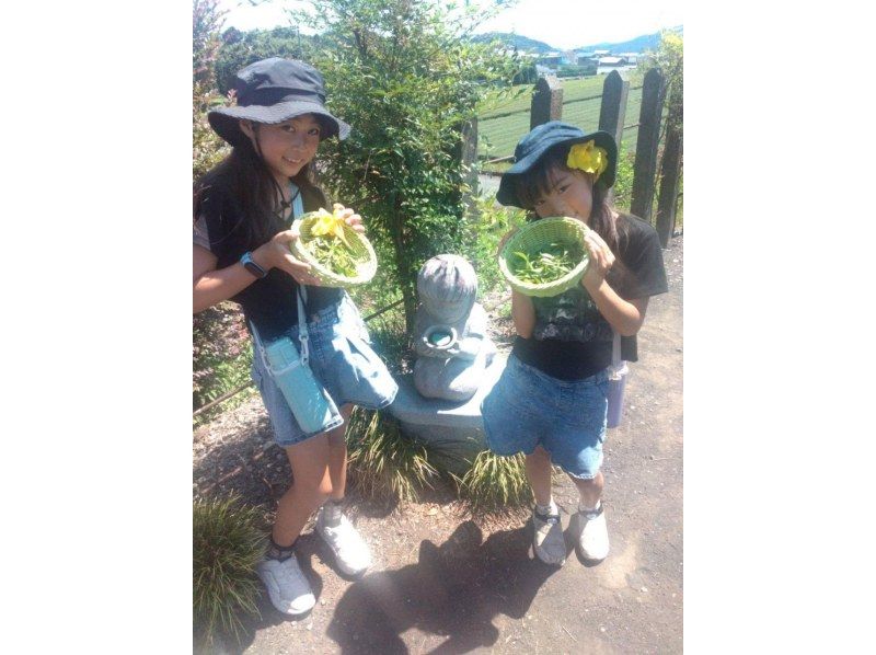 【静岡・富士】お茶摘み体験・茶畑散歩・茶工場見学！の紹介画像