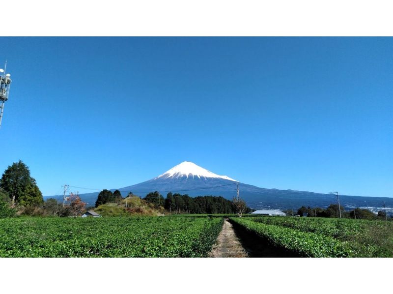 【静岡・富士】お茶摘み体験・茶畑散歩・茶工場見学！の紹介画像