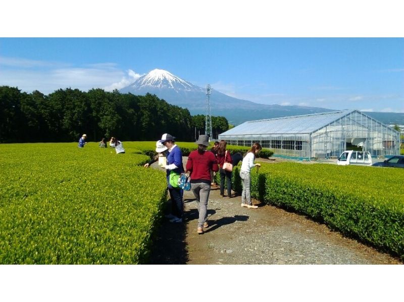 [Shizuoka/Fuji] Tea picking experience, tea field walk, tea factory tour and small tea ceremony! Copyの紹介画像