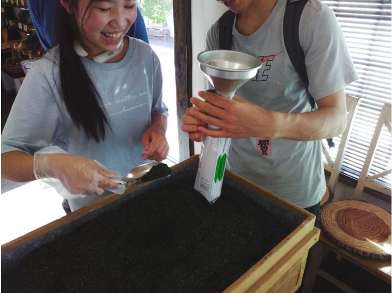 【静岡・富士】お茶摘み体験・茶畑散歩・茶工場見学！の紹介画像