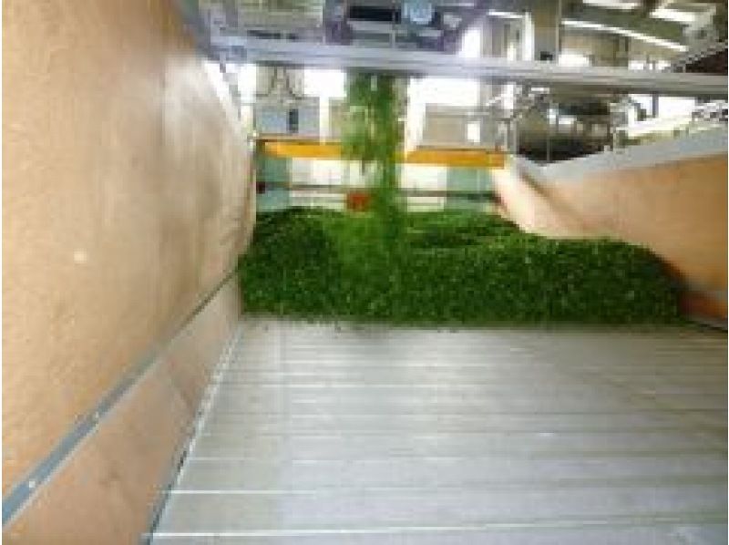 [Shizuoka/Fuji] Tea picking experience, tea field walk, tea factory tour and small tea ceremony! Copyの紹介画像