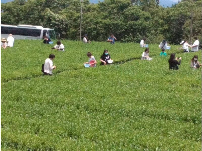 [Shizuoka/Fuji] Tea picking experience, tea field walk, tea factory tour and small tea ceremony! Copyの紹介画像