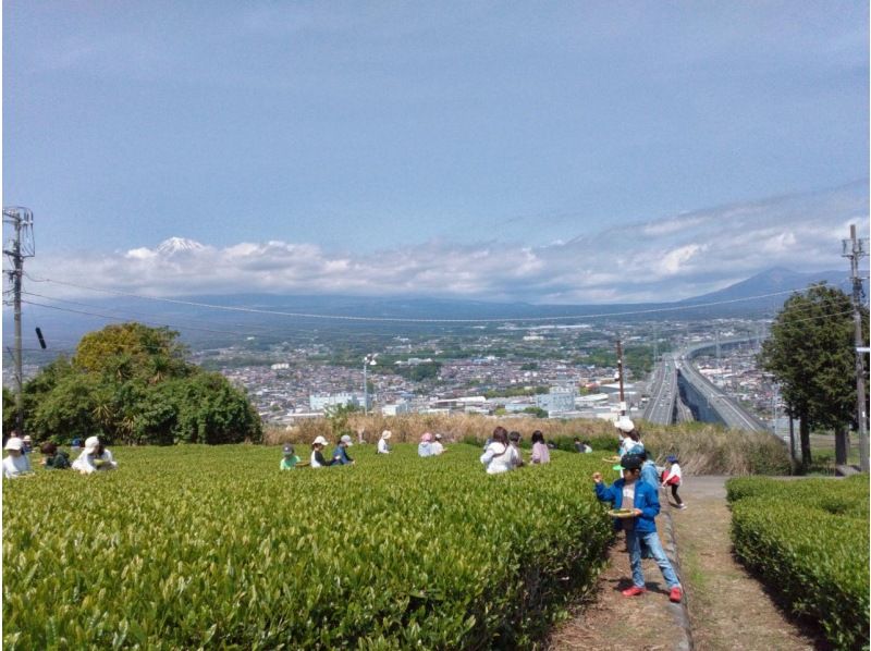 【静岡・富士】お茶摘み体験・茶畑散歩・茶工場見学！の紹介画像