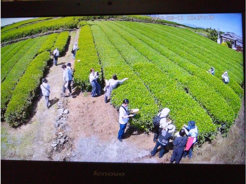 【静岡・富士】お茶摘み体験・茶畑散歩・茶工場見学！の紹介画像