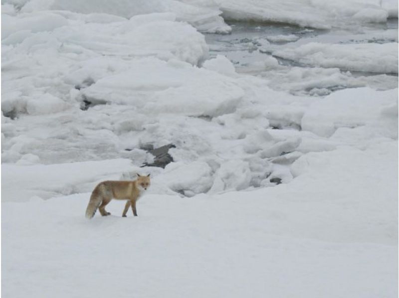 【北海道・知床】知床流氷ウォーク　ドライスーツで流氷にドボン！世界遺産知床半島に冬限定で訪れる流氷の上を散策＜斜里町ウトロ地区送迎可＞の紹介画像