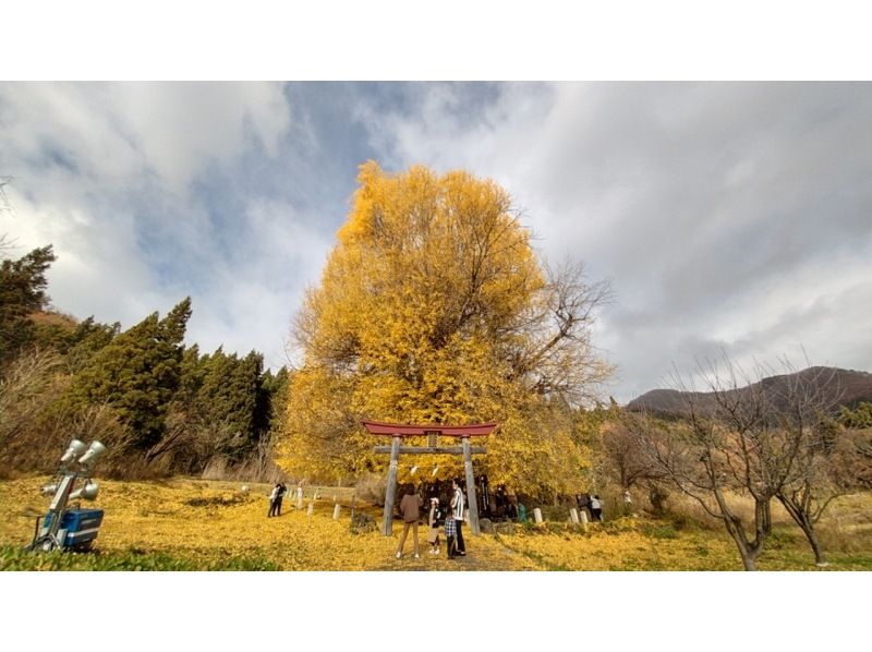 【長野・飯山】2024年11月23日(土)　神戸の大銀杏　ライトアップ・サイクリングの紹介画像